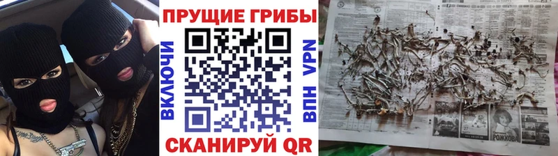kraken ТОР  Дудинка  Псилоцибиновые грибы прущие грибы 